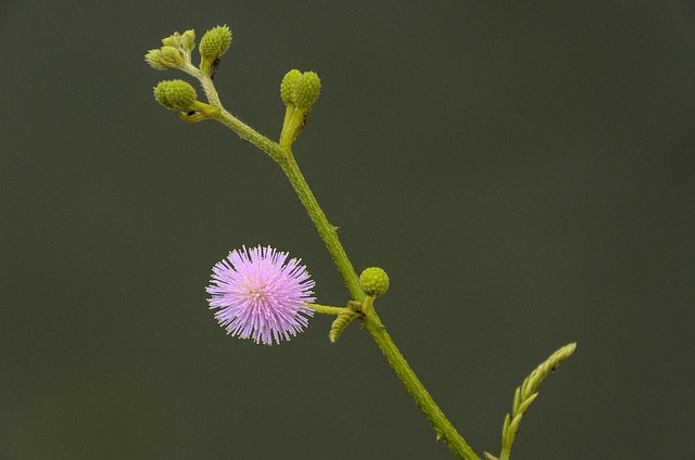 Free Shameplant Plant photo and picture