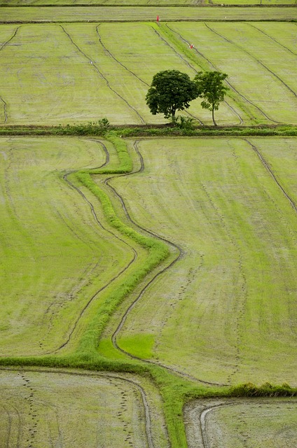 Free Field Rice photo and picture