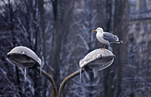 Vögel, Pole, Möwen, Kalt, Winter, Natur
