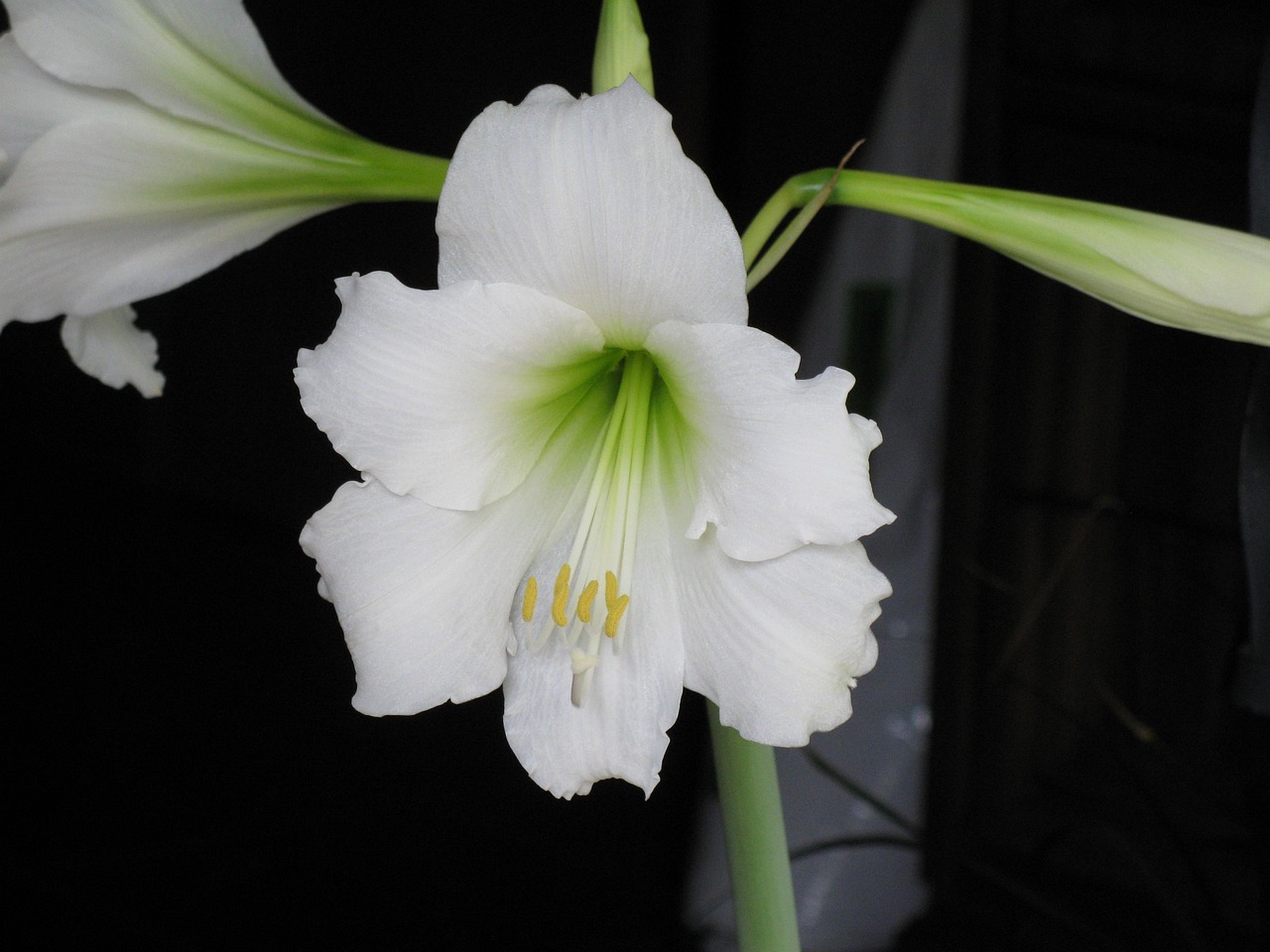 Free Lemon Lime Amaryllis Flower photo and picture