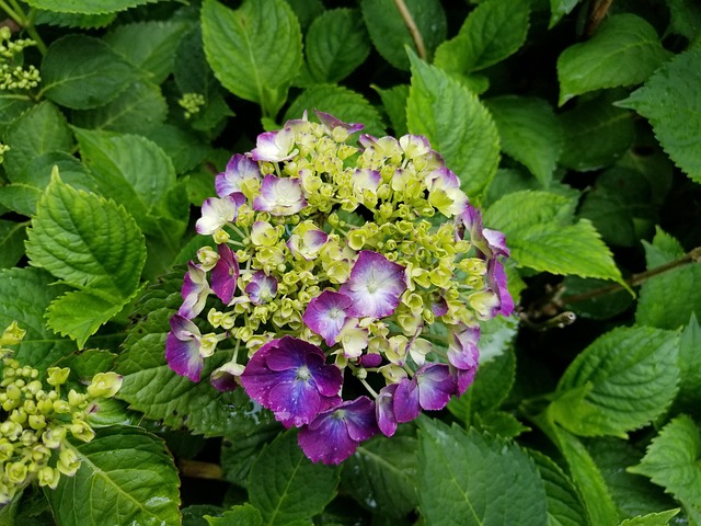 Free Purple Blue photo and picture