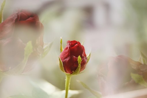 Free Flower Nature Background photo and picture