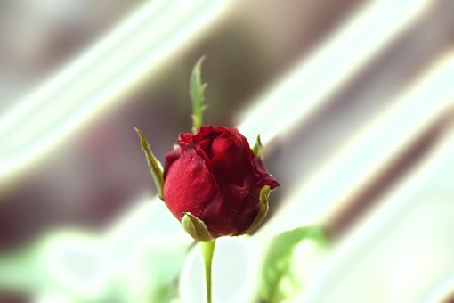 Free Rose Flower photo and picture