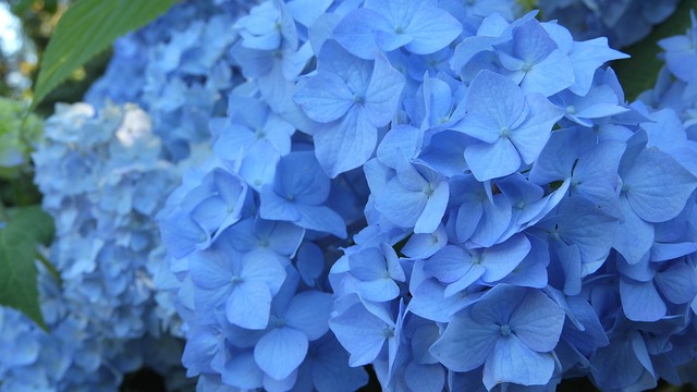 Hortensia, Hydrangea, Blomstre