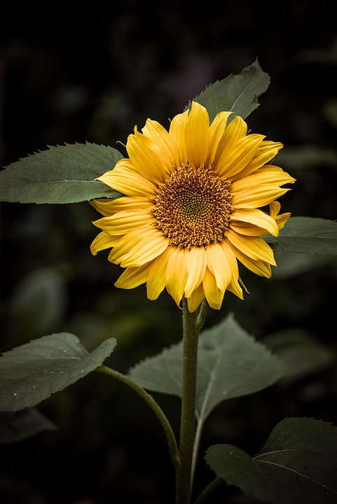 flower-4476373_960_720.jpg