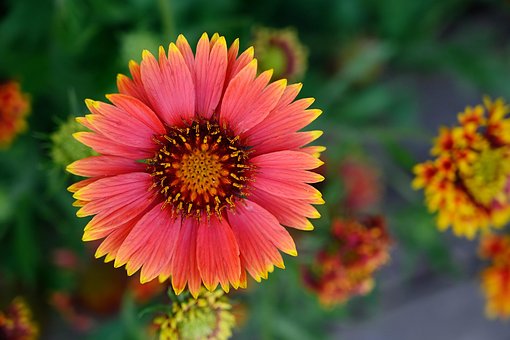 Blume, Sommer, Blumen Hintergrund