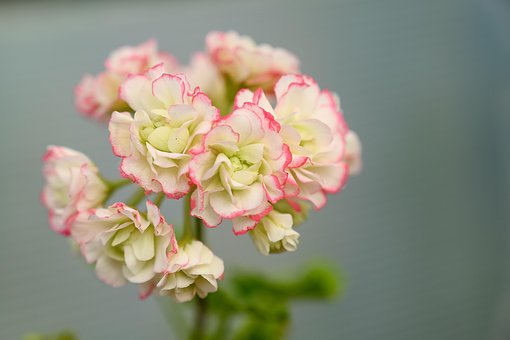 Pelargonie, Blumentapete