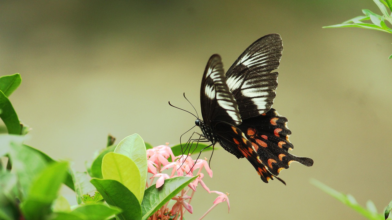 Kerala - free online jigsaw puzzle photo