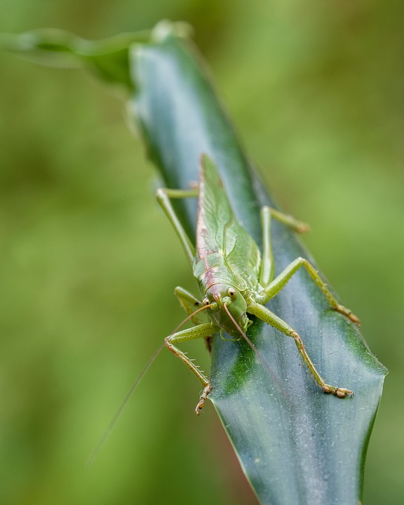 Hay Horse Grasshopper Insect - Free photo on Pixabay