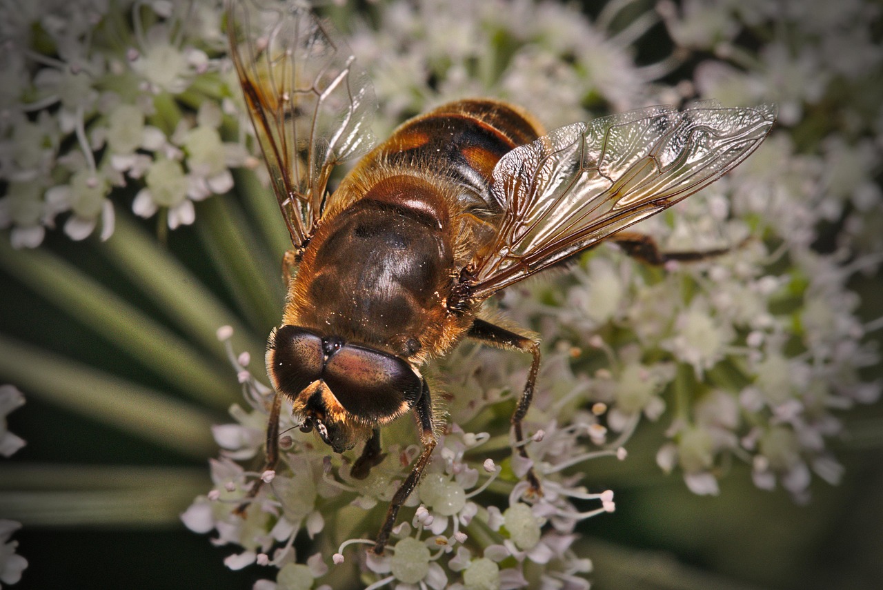 Fly Blossom Bloom - Free photo on Pixabay - Pixabay