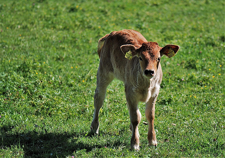 Jungrind, Calf, Meadow, Livestock, Agriculture, Beef