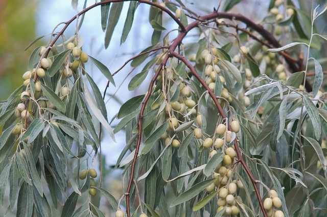 Free Flora Tree photo and picture