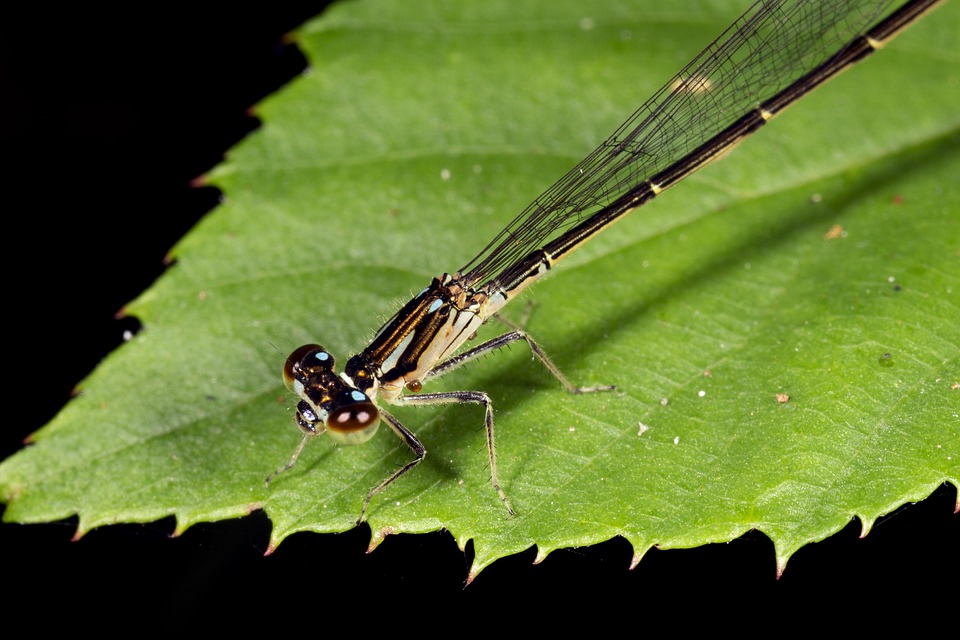 Damselfly Leaf Dragonfly - Free photo on Pixabay