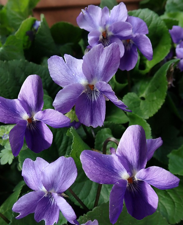 Violets Flowers Perfume Free photo on Pixabay Pixabay