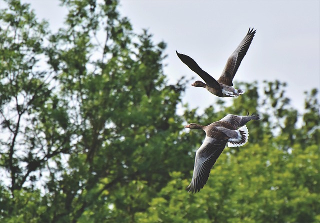 Free Wild Geese Gray Geese photo and picture