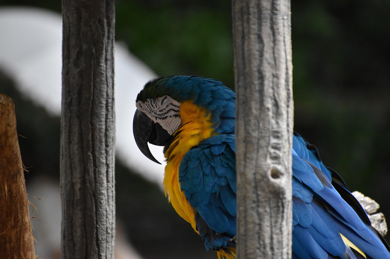 Pássaro Jardim Zoológico Azul - Foto gratuita no Pixabay - Pixabay