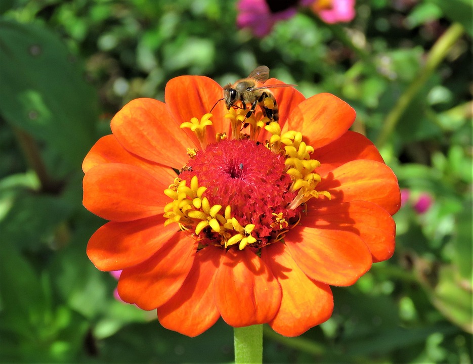花蜜蜂花园 Pixabay上的免费照片