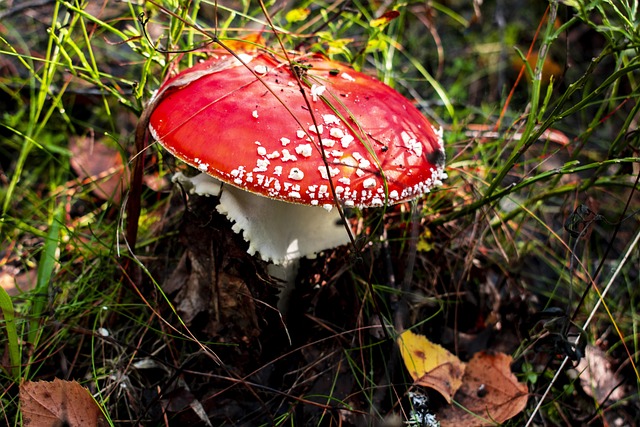 Muchovník, Mushroom, Zeleň, Les