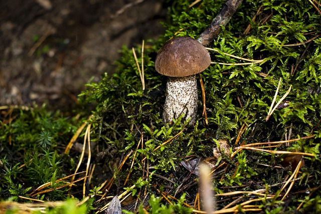 Mushroom, Hríb, Mach, Les, Jeseň