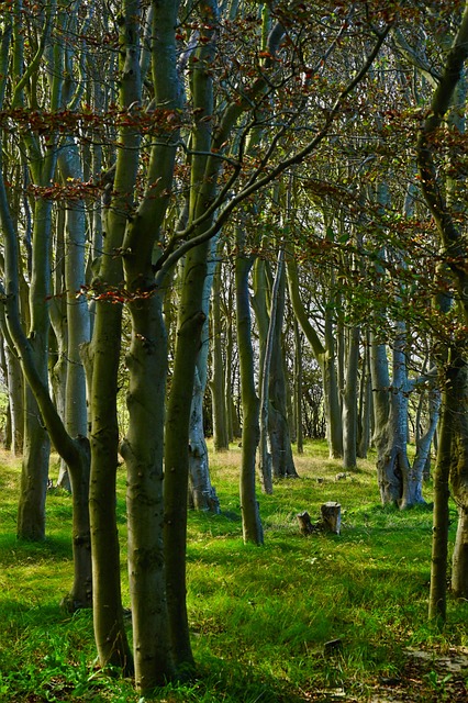 forest, birch forest, nature, birch trees, trees, green