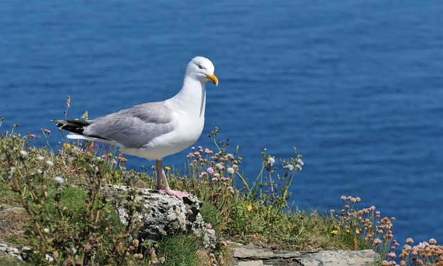 Free Sea Water photo and picture