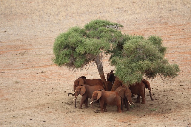 Free Elephant Tsavo East photo and picture