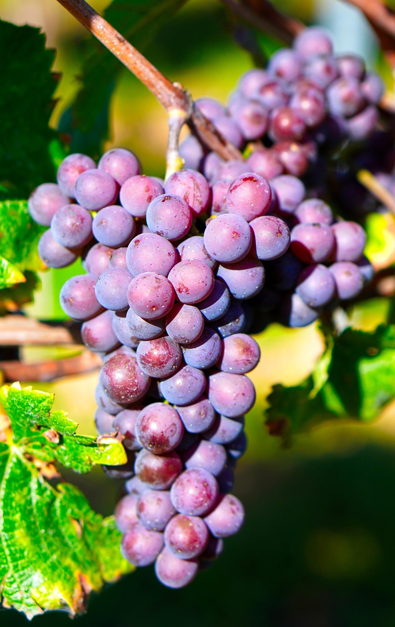 Grapes Wine Rebstock Free photo on Pixabay Pixabay