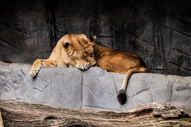 Tiere, Löwe, Zoo, Natur, Säugetier