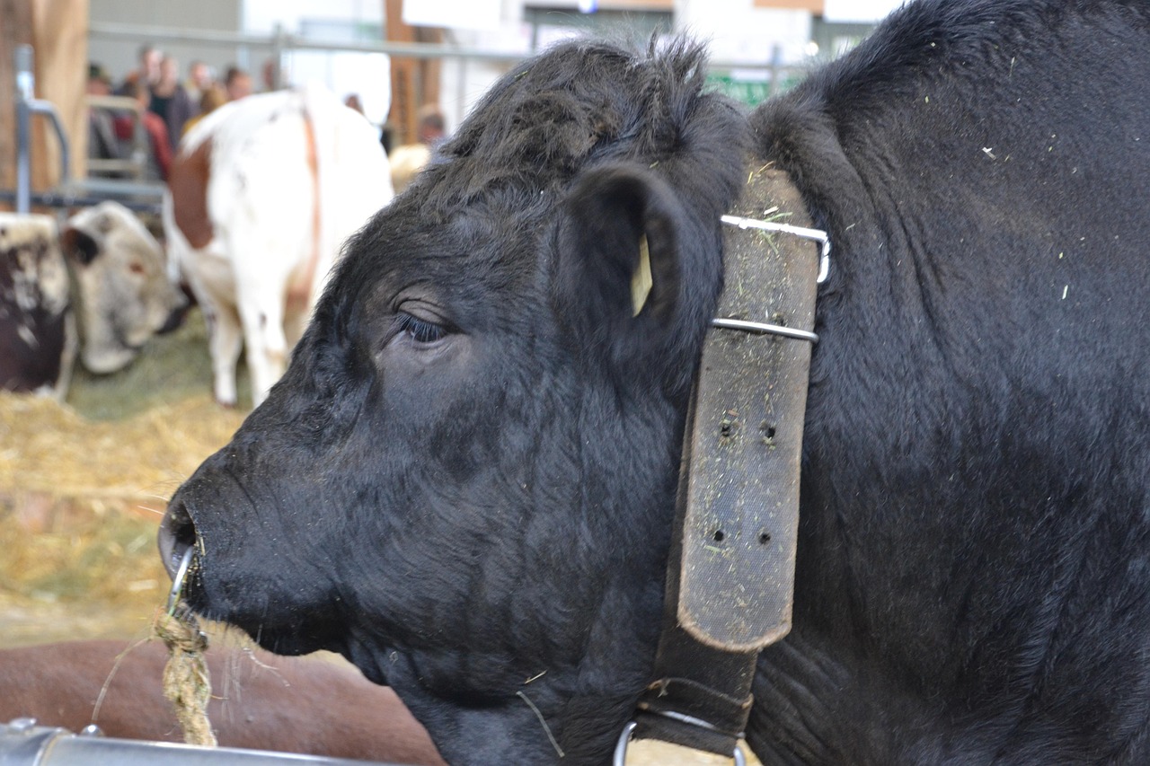 Animal Bull Beef Free photo on Pixabay Pixabay