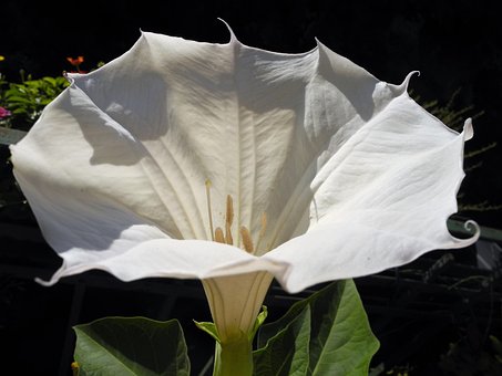 Blüte, Weiss, Blume, Pflanze, Garten