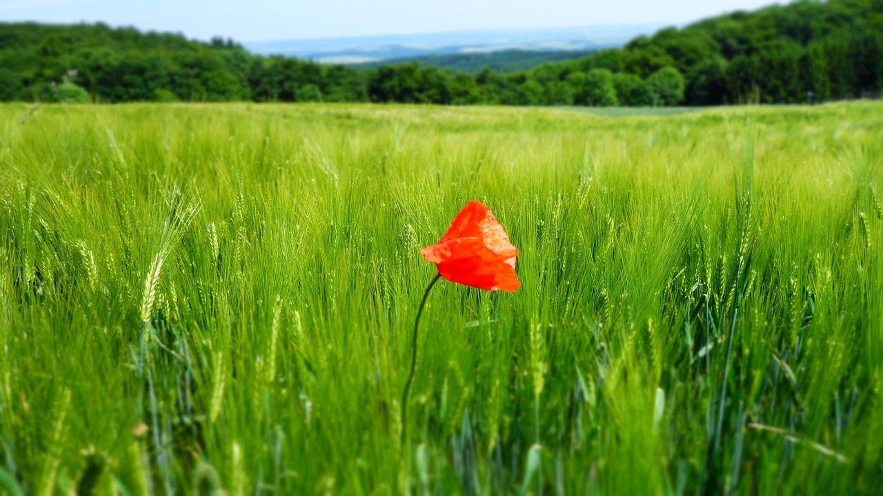 Mohnblume Feld Mohn - Kostenloses Foto auf Pixabay - Pixabay