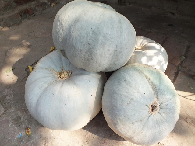 Free Pumpkin Vegetables photo and picture