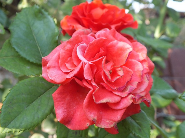Free Rose Red Rose photo and picture