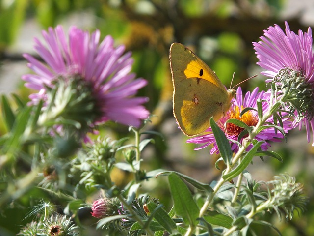 Free Flowers September photo and picture