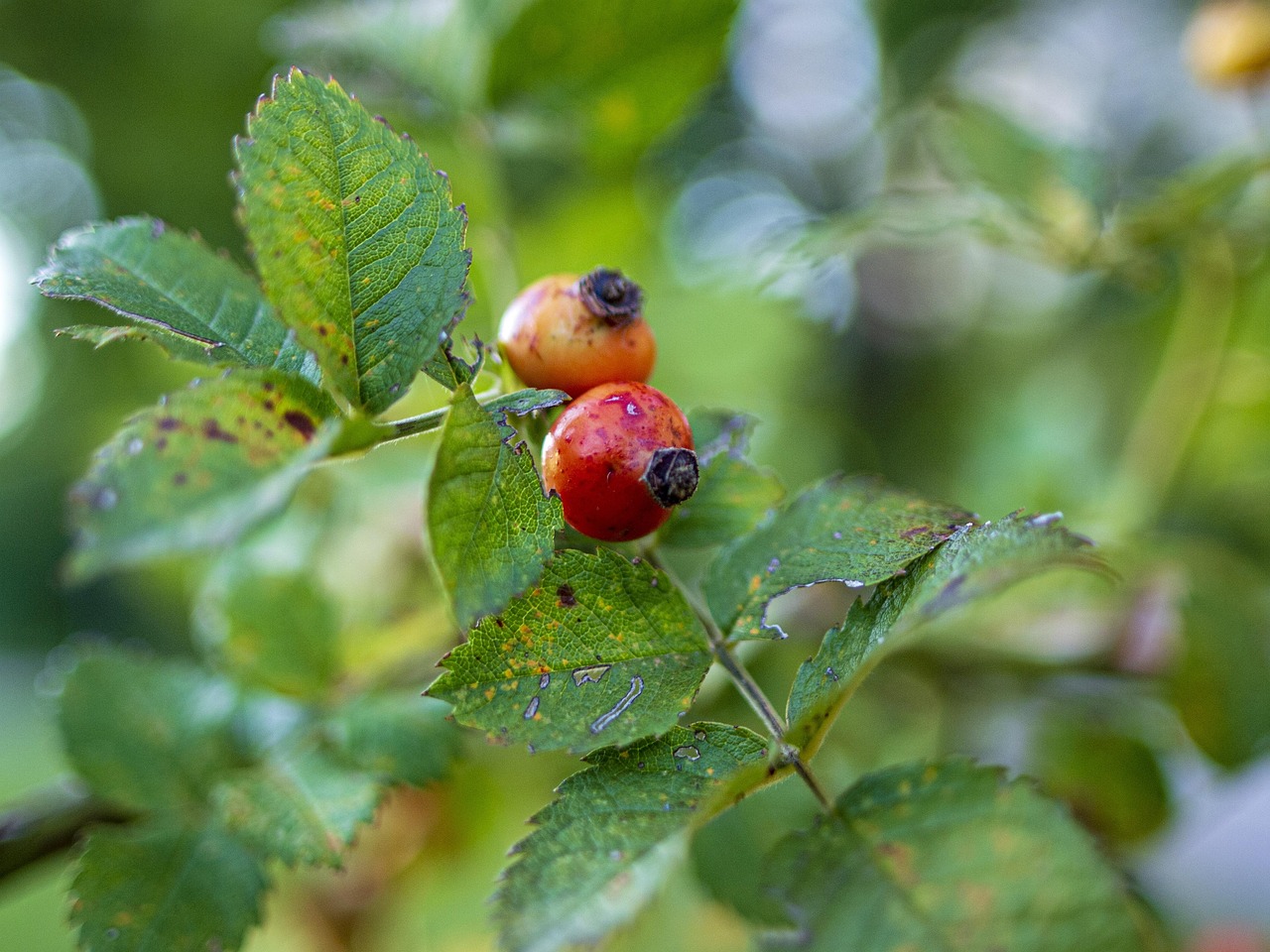 La Nature Berry Rouge - Photo gratuite sur Pixabay - Pixabay