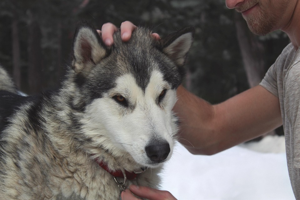 ハスキー 犬 動物 Pixabayの無料写真