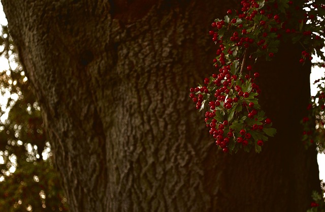 Free Red Berries Berry photo and picture