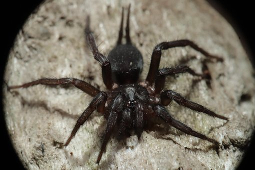 Free Arachnid Spider photo and picture