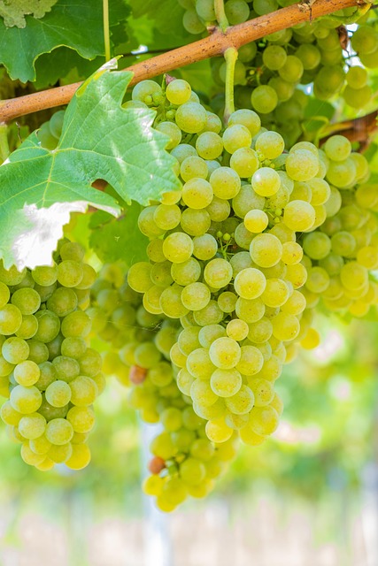 Grapes Green Fruit - Free photo on Pixabay - Pixabay