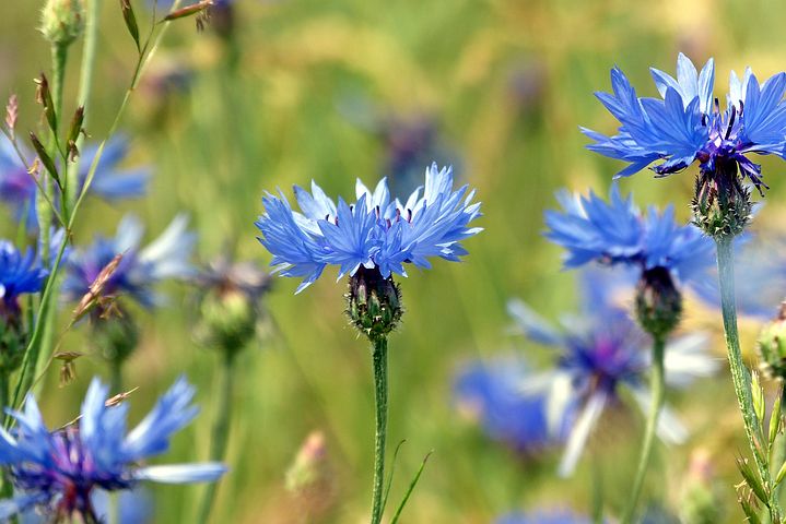 Over 80 gratis billeder for Markblomster og Natur - Pixabay