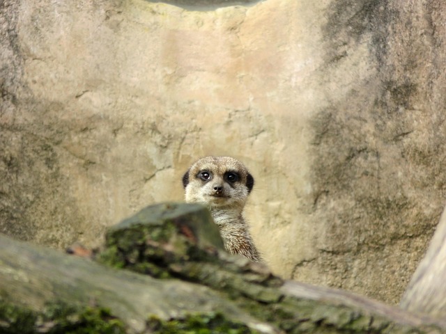 Free Meerkat Zoo photo and picture