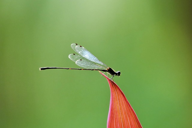 Waterjuffer, Insect, Vleugel, Groente