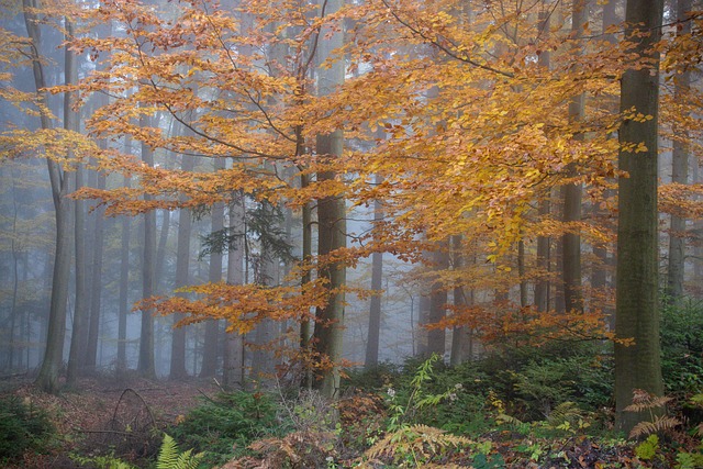Free Fall Forest photo and picture