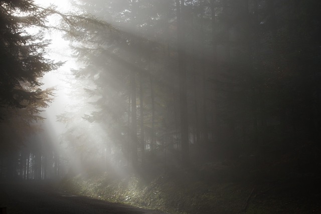 Free Fall Fog photo and picture