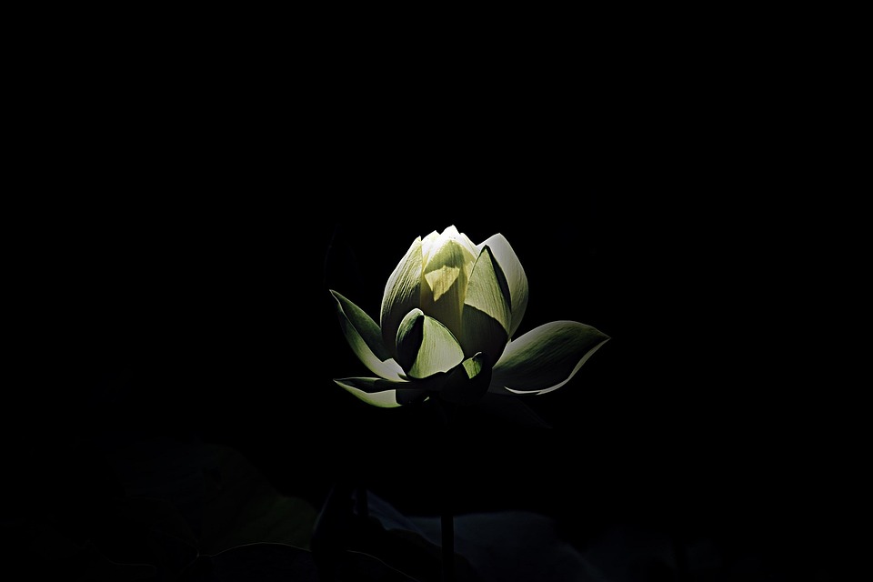 花花瓣干 Pixabay上的免费照片