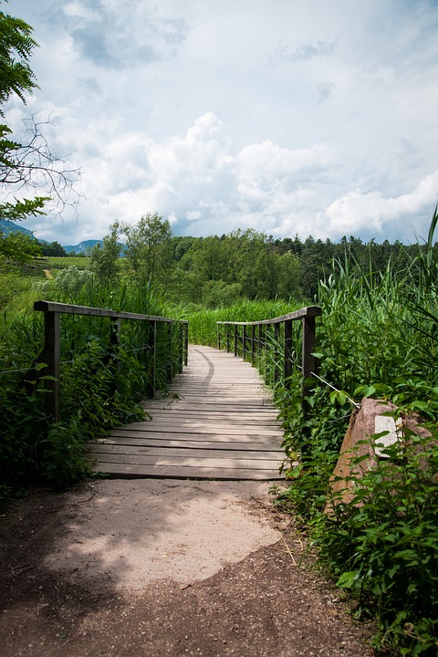 Path Bridge Forest - Free photo on Pixabay - Pixabay