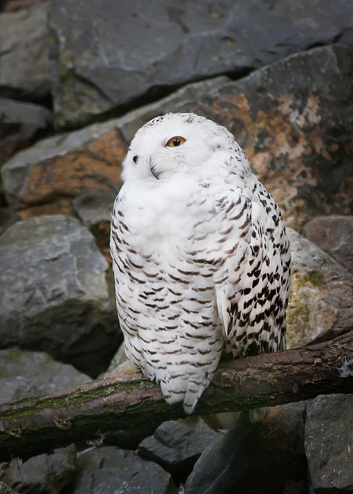 Snowy Owl Bird Birds Of Prey - Free photo on Pixabay
