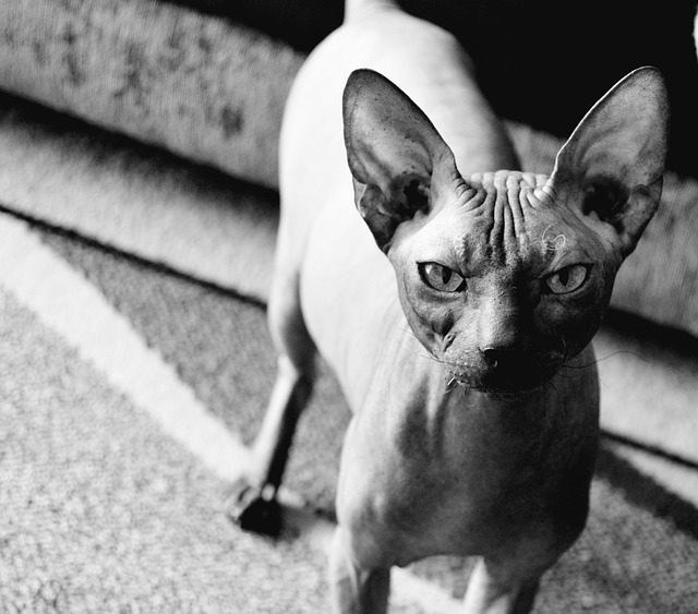 50+ Free Sphynx Cat & Sphynx Images Pixabay
