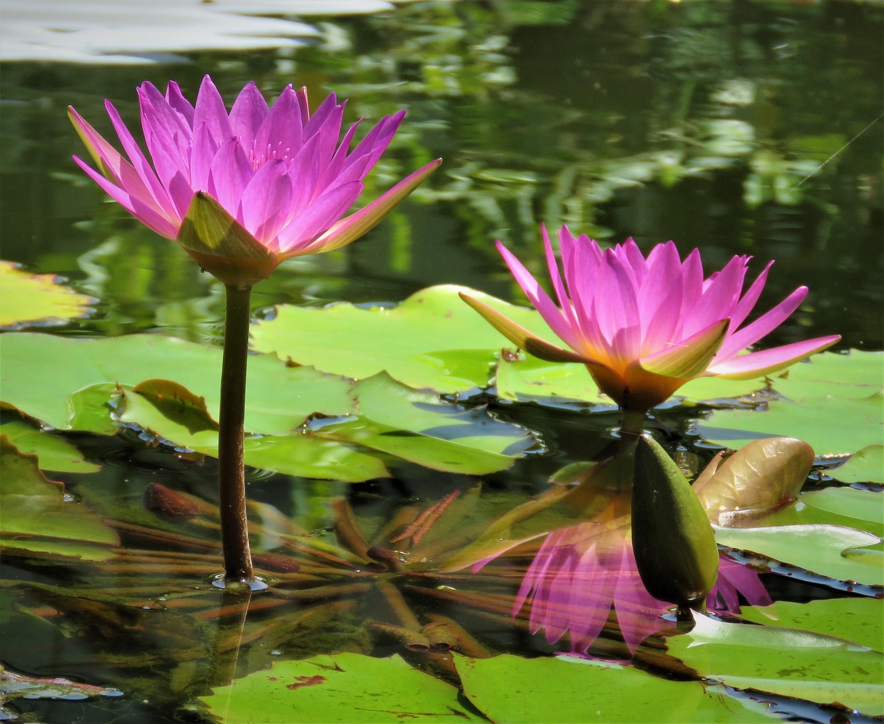 Lotus Flowers Pond Free photo on Pixabay Pixabay