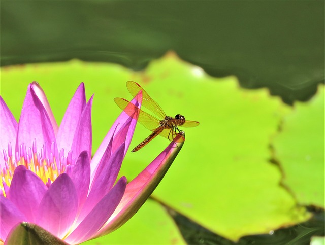 Free Lotus Flower Wallpaper photo and picture